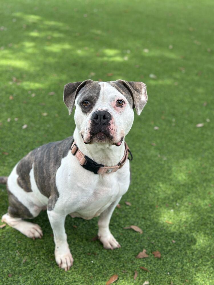 Enlarge Sassy, a Adoptable mixed breed in Lakeland, FL image 6/6