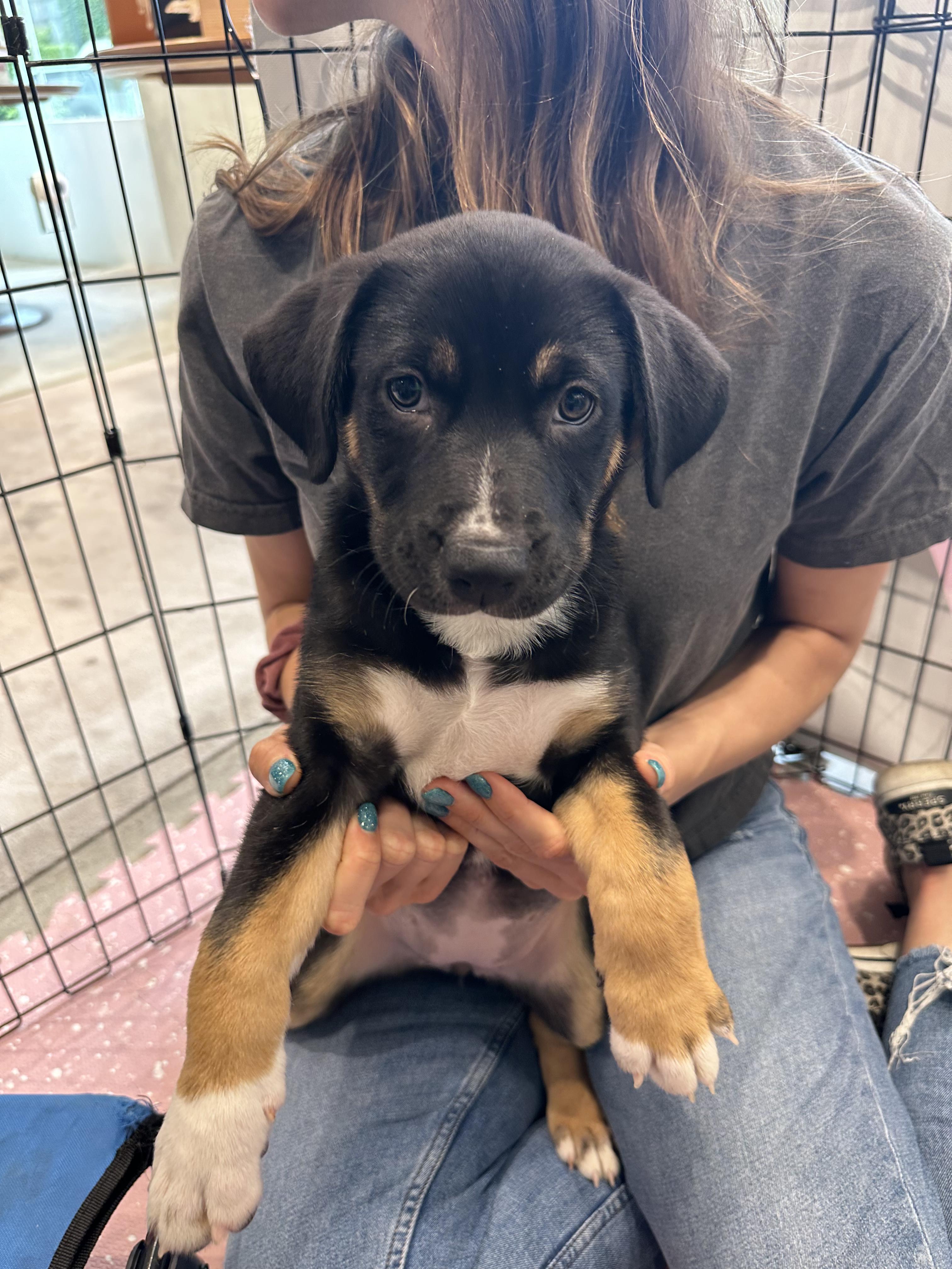 Dog for adoption Ketchup, a Shepherd & American Bulldog Mix in Encino