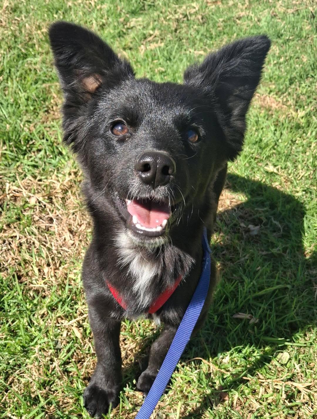 Enlarge Astro, an adopted mixed breed in Mojave, CA image 1/4