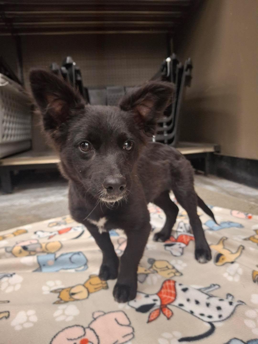 Enlarge Astro, an adopted mixed breed in Mojave, CA image 2/4