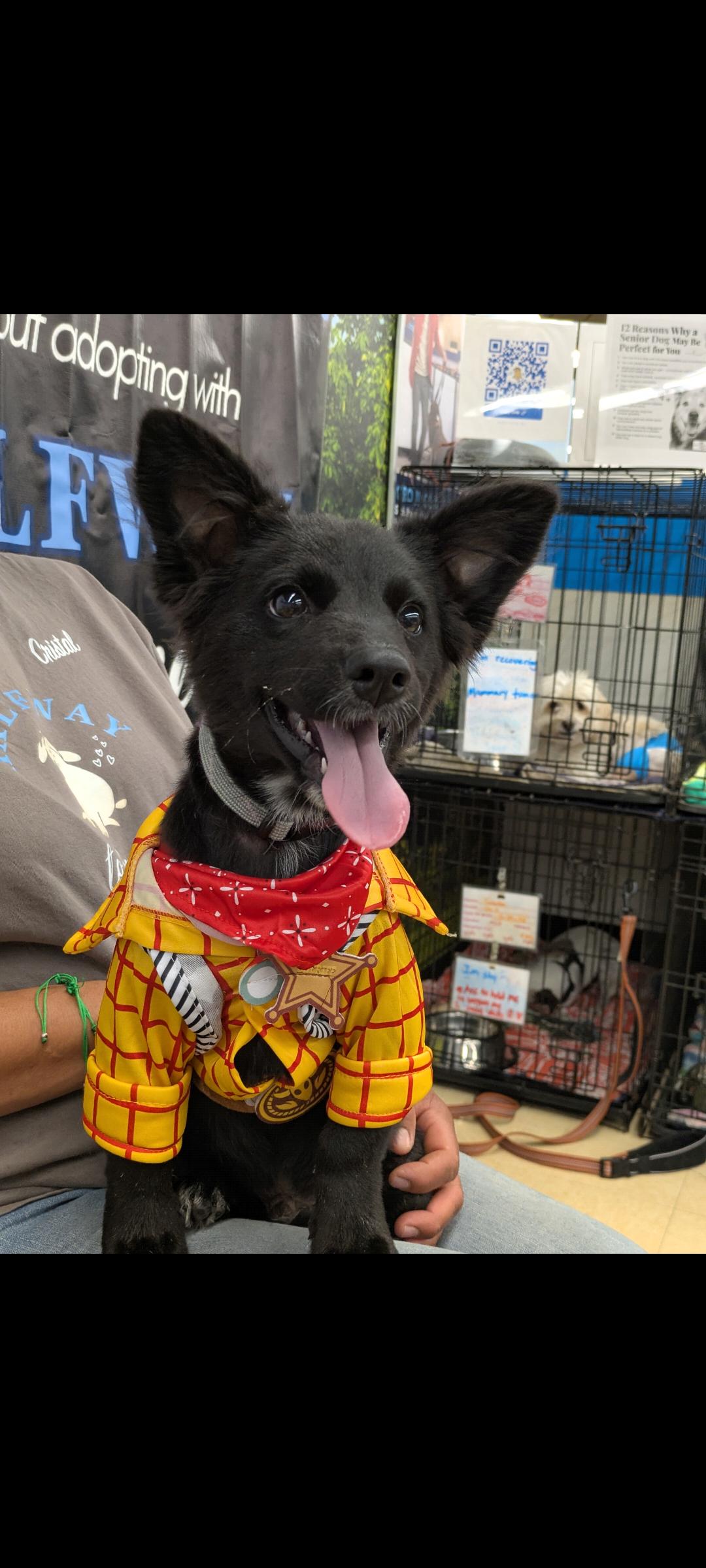 Enlarge Astro, an adopted mixed breed in Mojave, CA image 4/4
