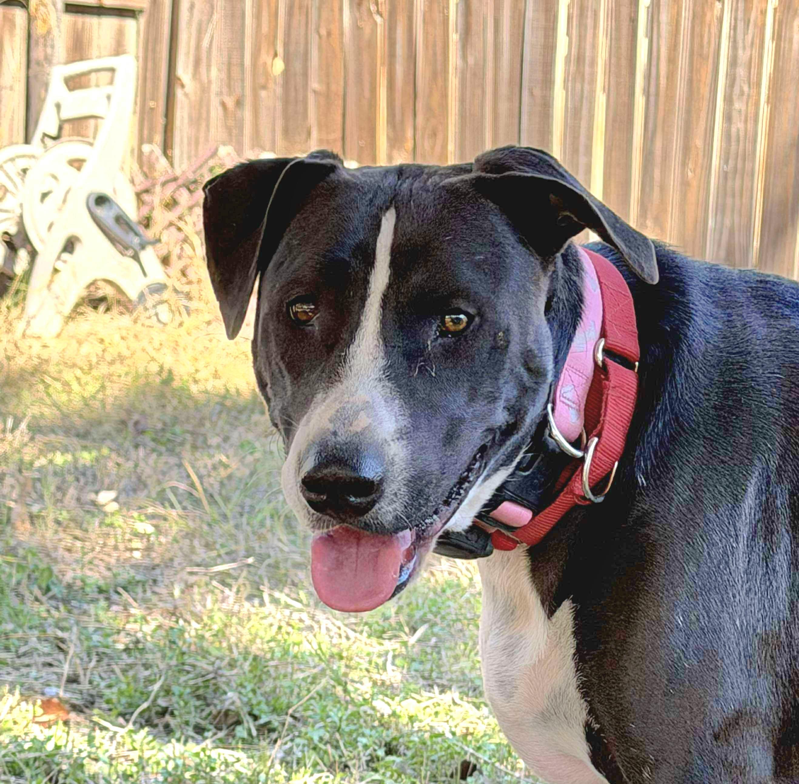 Freddy, Adoptable, Young Male Labrador Retriever & American Bulldog.