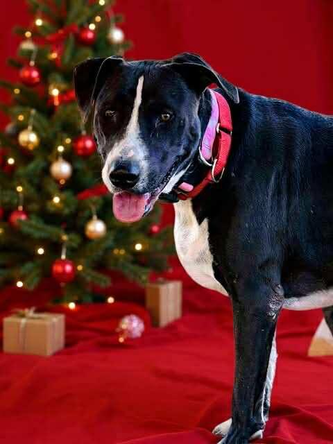 Freddy, a Adoptable mixed breed in Niagara Falls, NY image 1/6