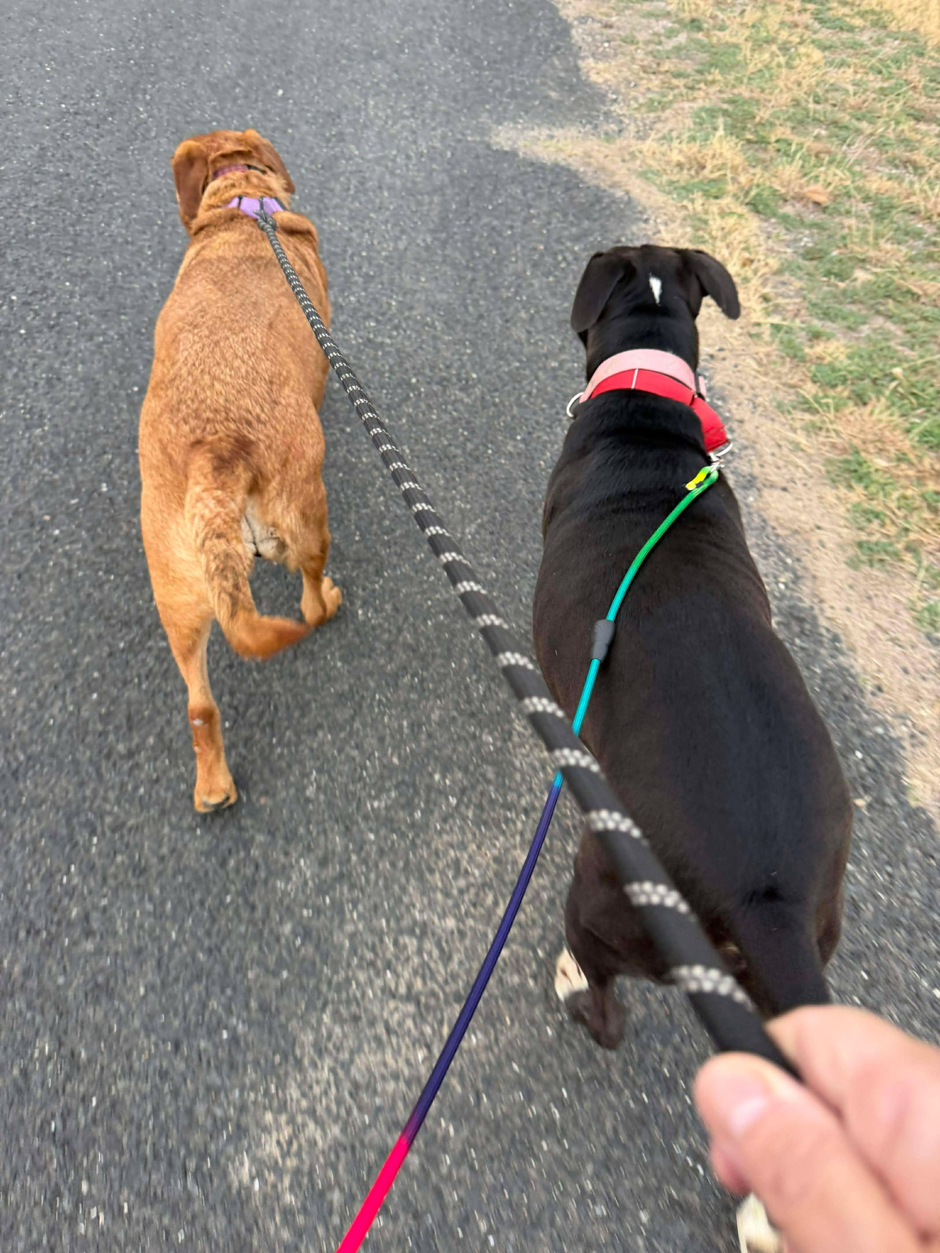 Enlarge Freddy, a Adoptable mixed breed in Niagara Falls, NY image 5/5