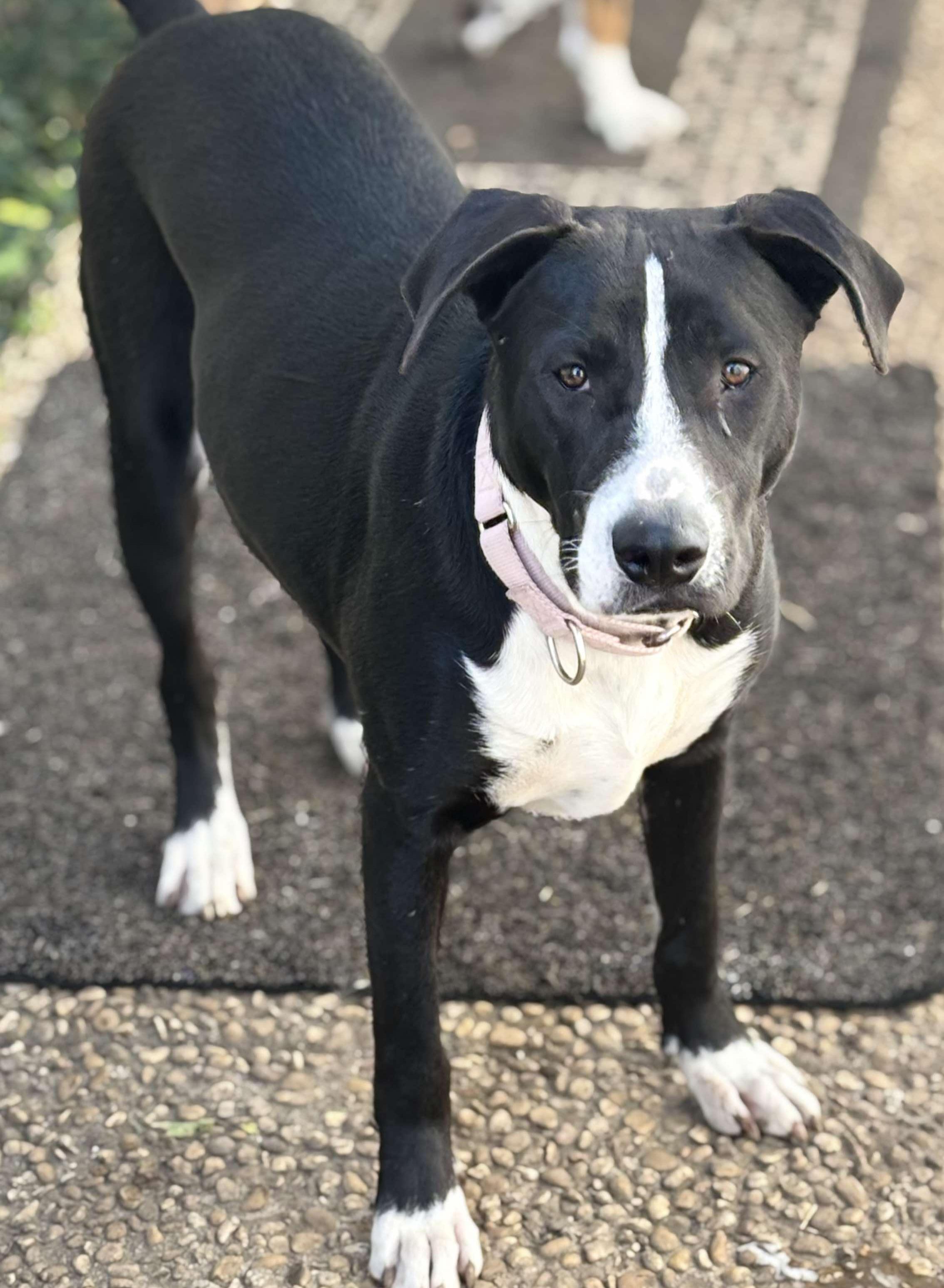 Freddy, a Adoptable mixed breed in Niagara Falls, NY image 6/6