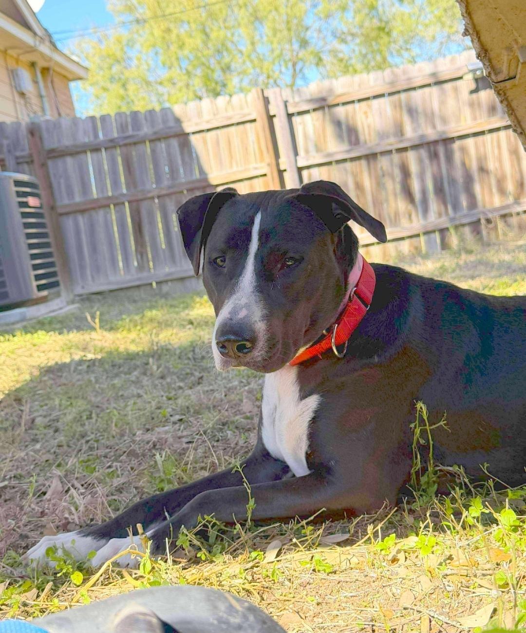 Freddy, Adoptable, Young Male Labrador Retriever & American Bulldog.