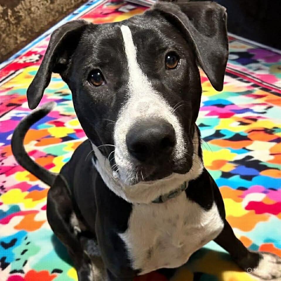 Freddy, a Adoptable mixed breed in Niagara Falls, NY image 3/6