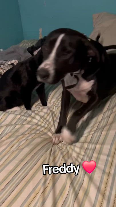 Enlarge Freddy, a Adoptable mixed breed in Niagara Falls, NY video 4/6