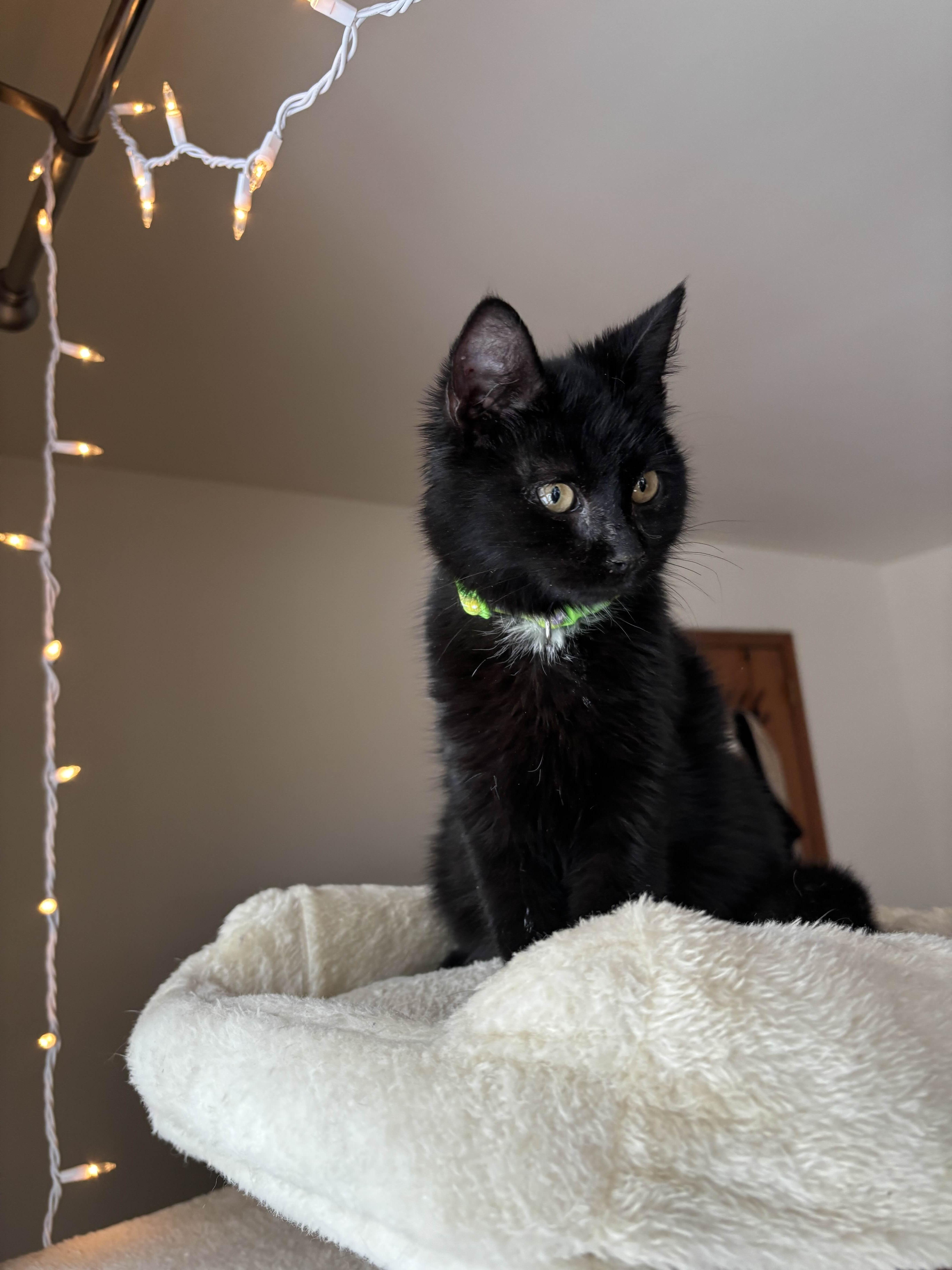 Enlarge London, a ADOPTABLE Domestic Medium Hair in Weehawken, NJ image 2/6
