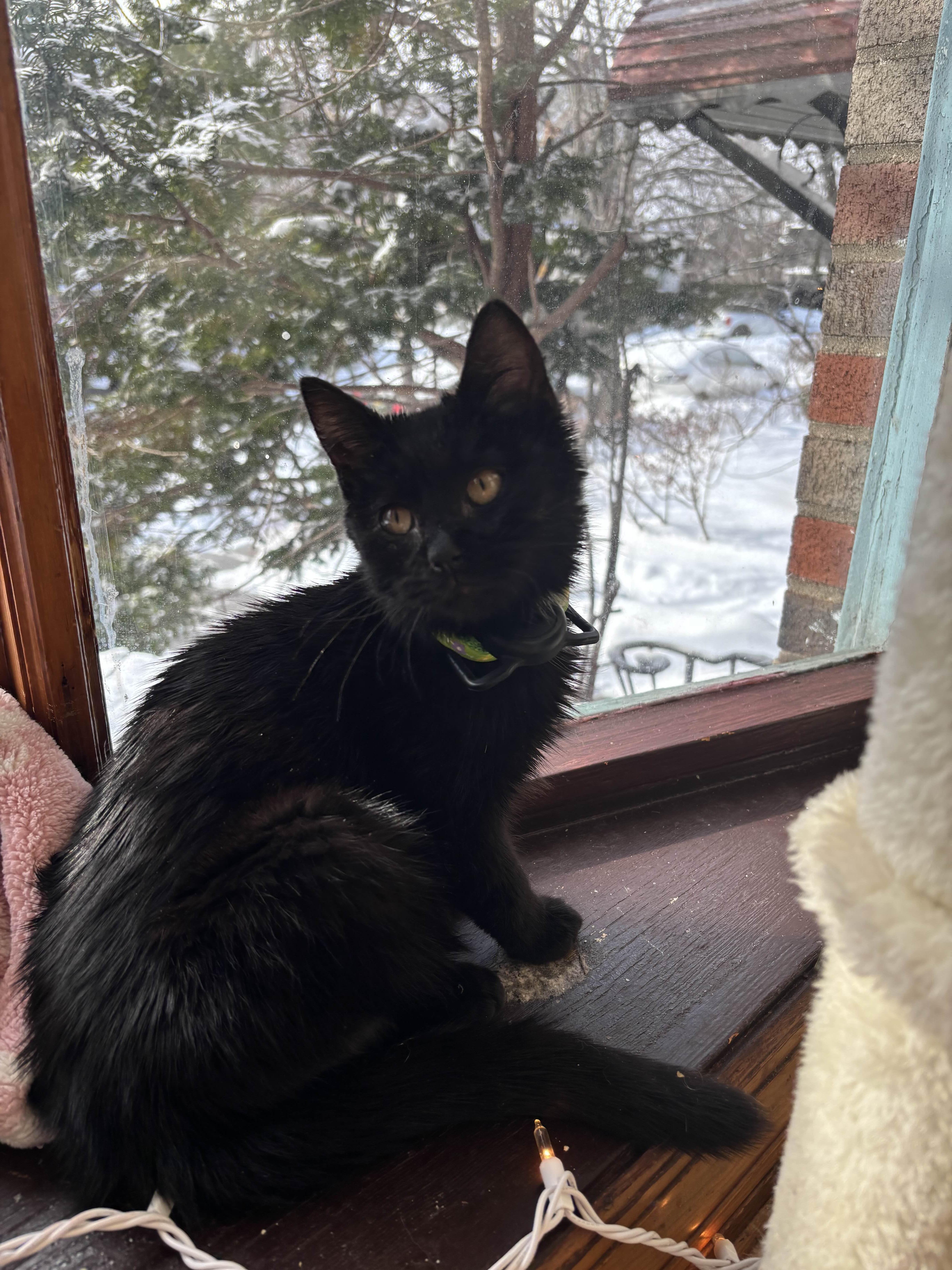 Enlarge London, a ADOPTABLE Domestic Medium Hair in Weehawken, NJ image 6/6