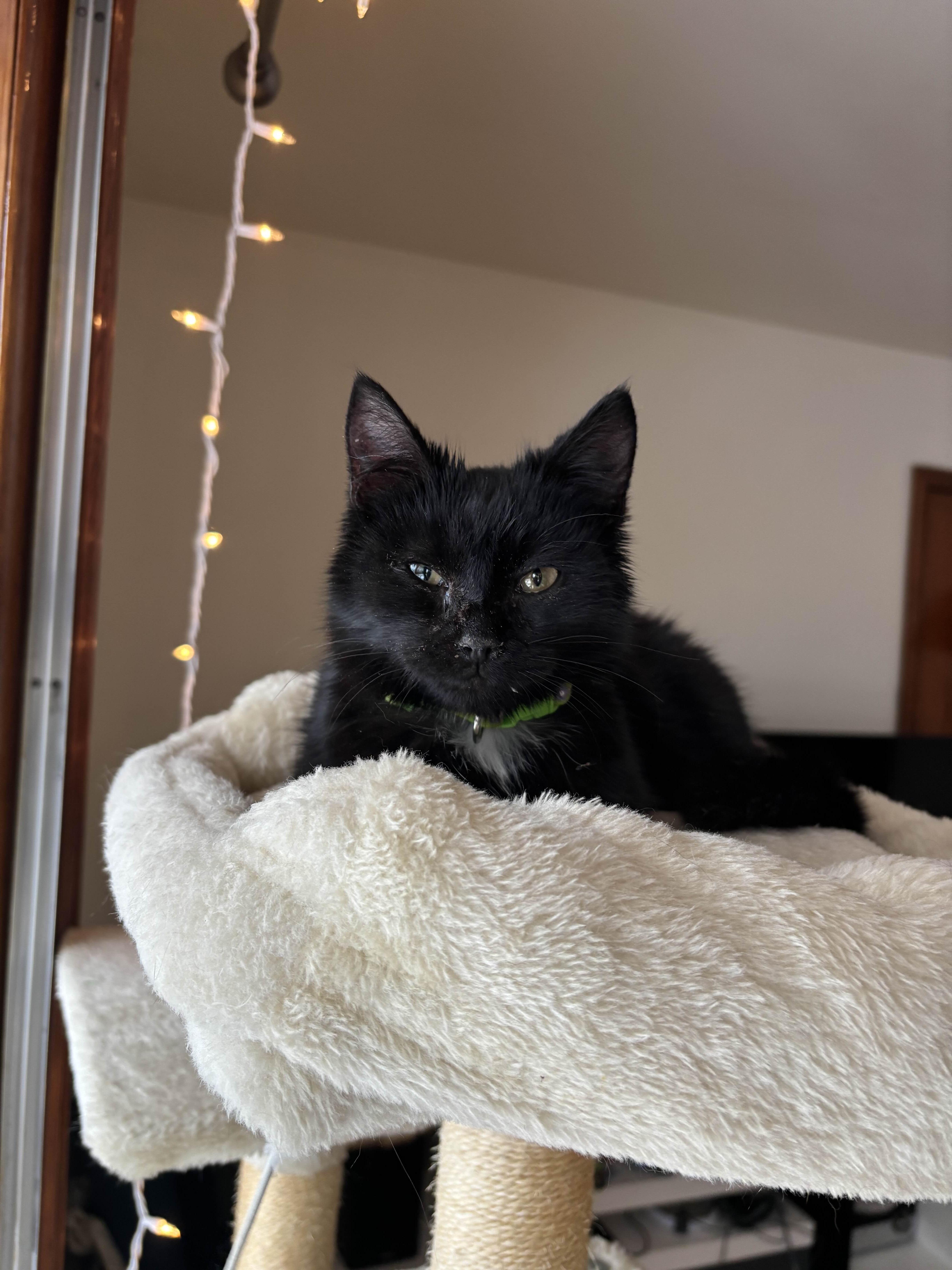 Enlarge London, a ADOPTABLE Domestic Medium Hair in Weehawken, NJ image 3/6