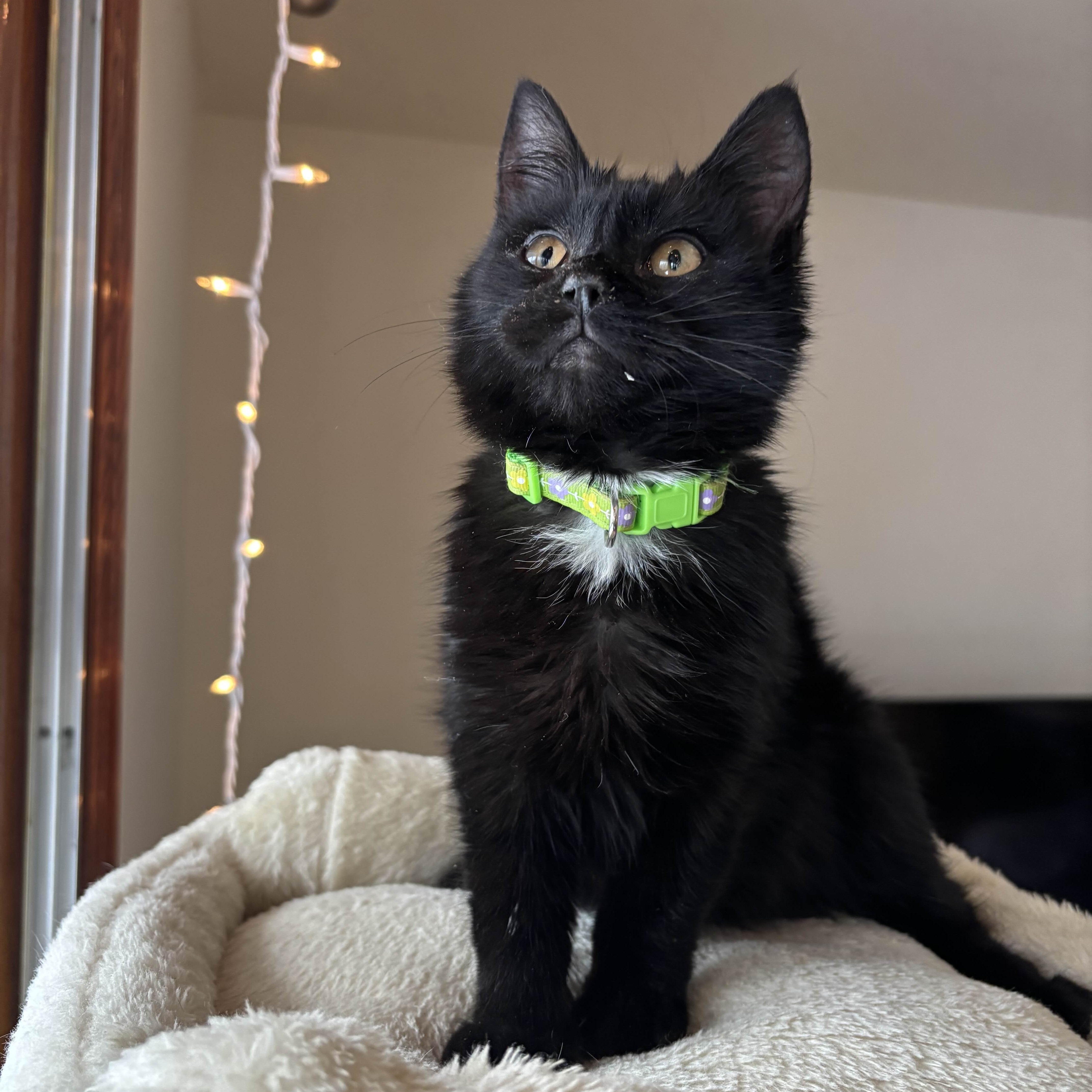 Enlarge London, a ADOPTABLE Domestic Medium Hair in Weehawken, NJ image 1/6