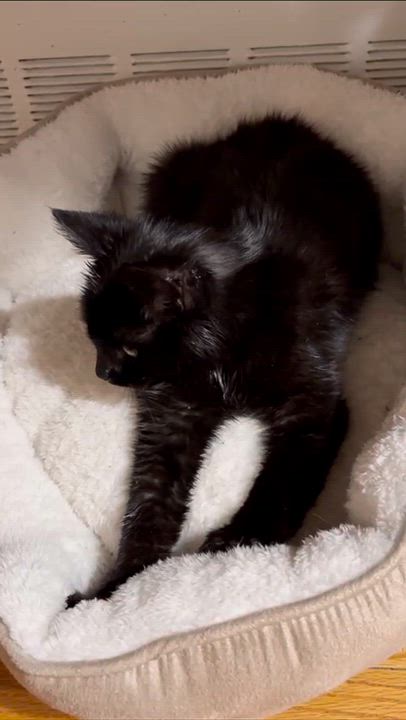 Enlarge London, a ADOPTABLE Domestic Medium Hair in Weehawken, NJ video 4/6