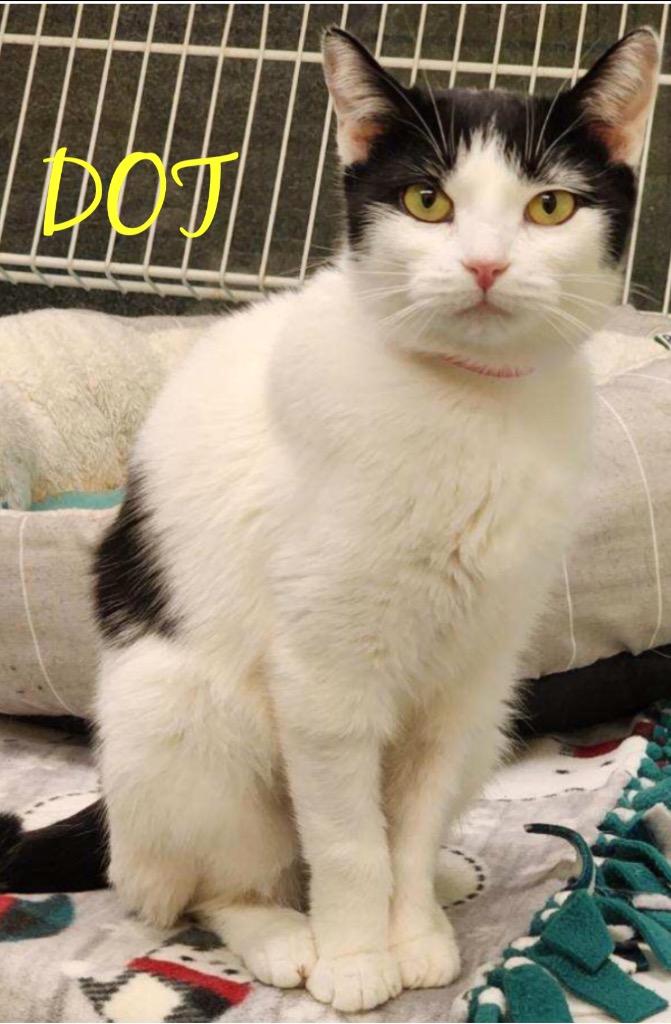DOT, a Adoptable mixed breed in Muskegon, MI image 1/5