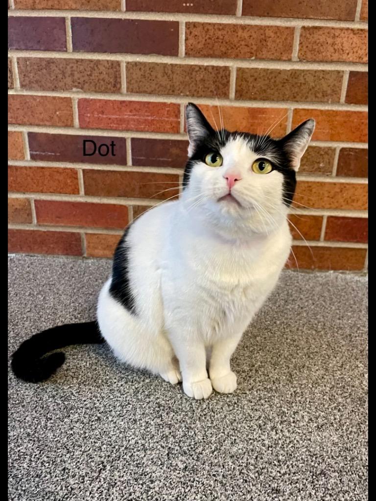 DOT, a Adoptable mixed breed in Muskegon, MI image 2/5