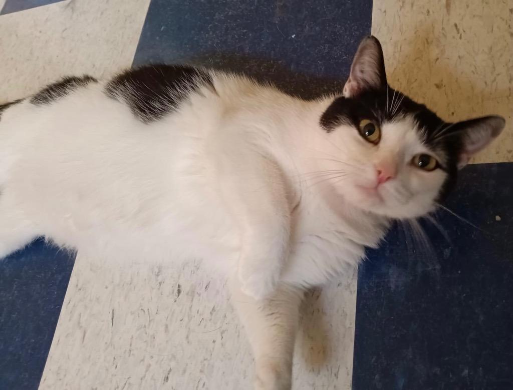 DOT, a Adoptable mixed breed in Muskegon, MI image 3/5