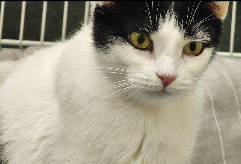 DOT, a Adoptable mixed breed in Muskegon, MI image 4/5