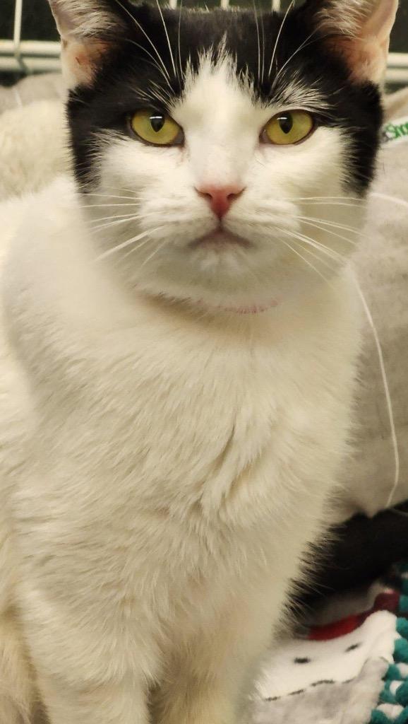 DOT, a Adoptable mixed breed in Muskegon, MI image 5/5
