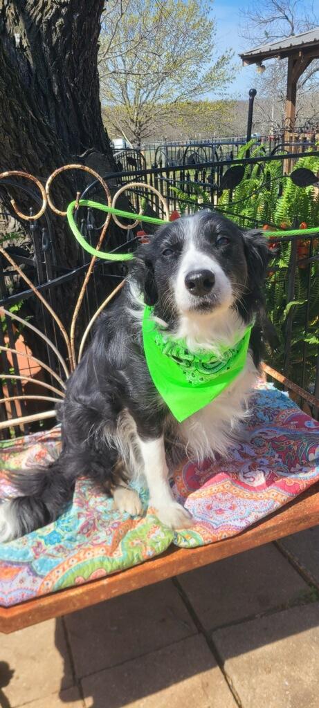 Meme, Adoptable, Senior Female Border Collie.