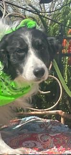 Enlarge Meme, a Adoptable Border Collie in Dallas, TX image 2/4
