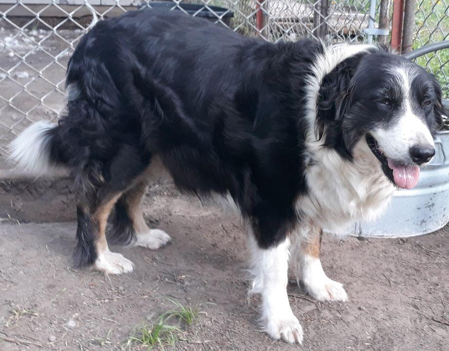 Enlarge Meme, a Adoptable Border Collie in Dallas, TX image 4/4