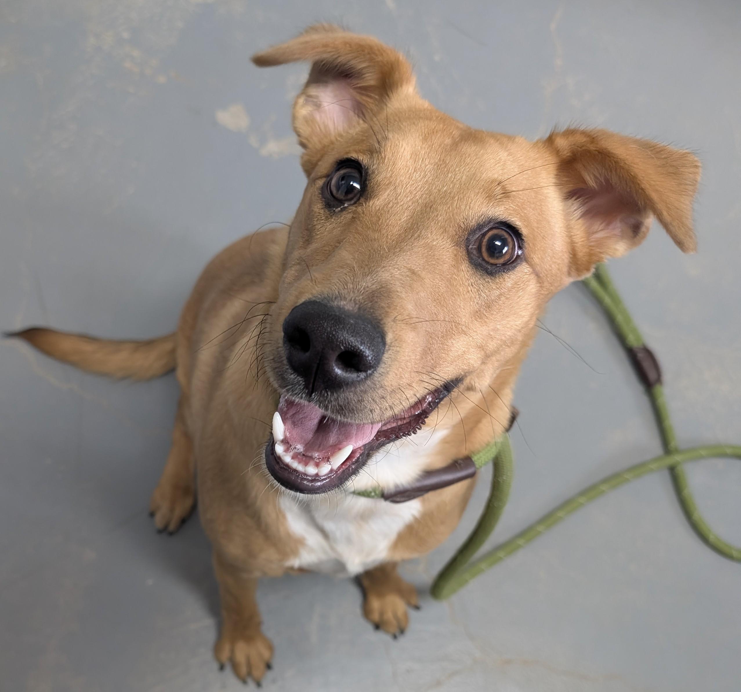 Rita, adoptable, Young Female Labrador Retriever.