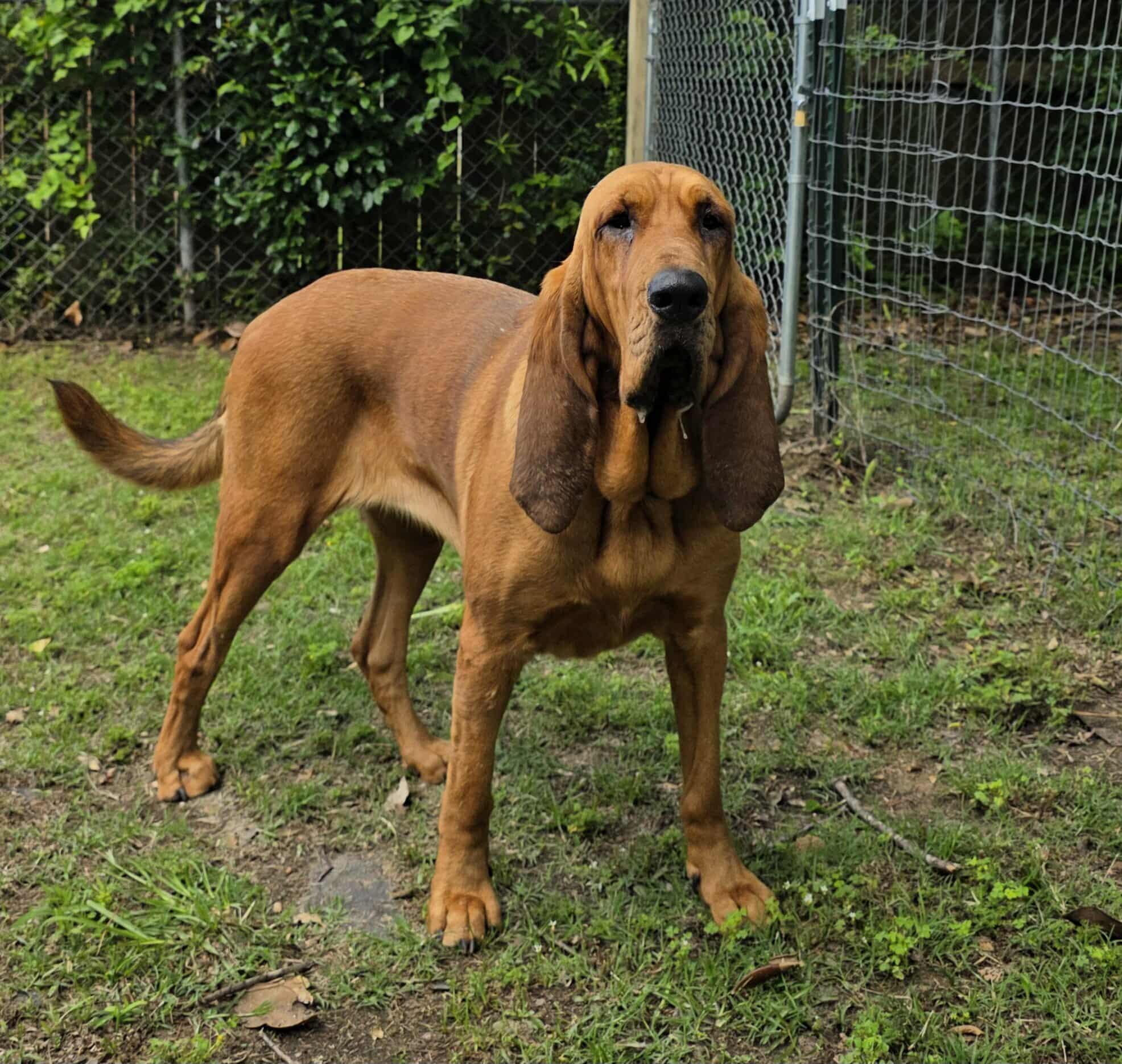 Willow, Adopted, Young Female Bloodhound.
