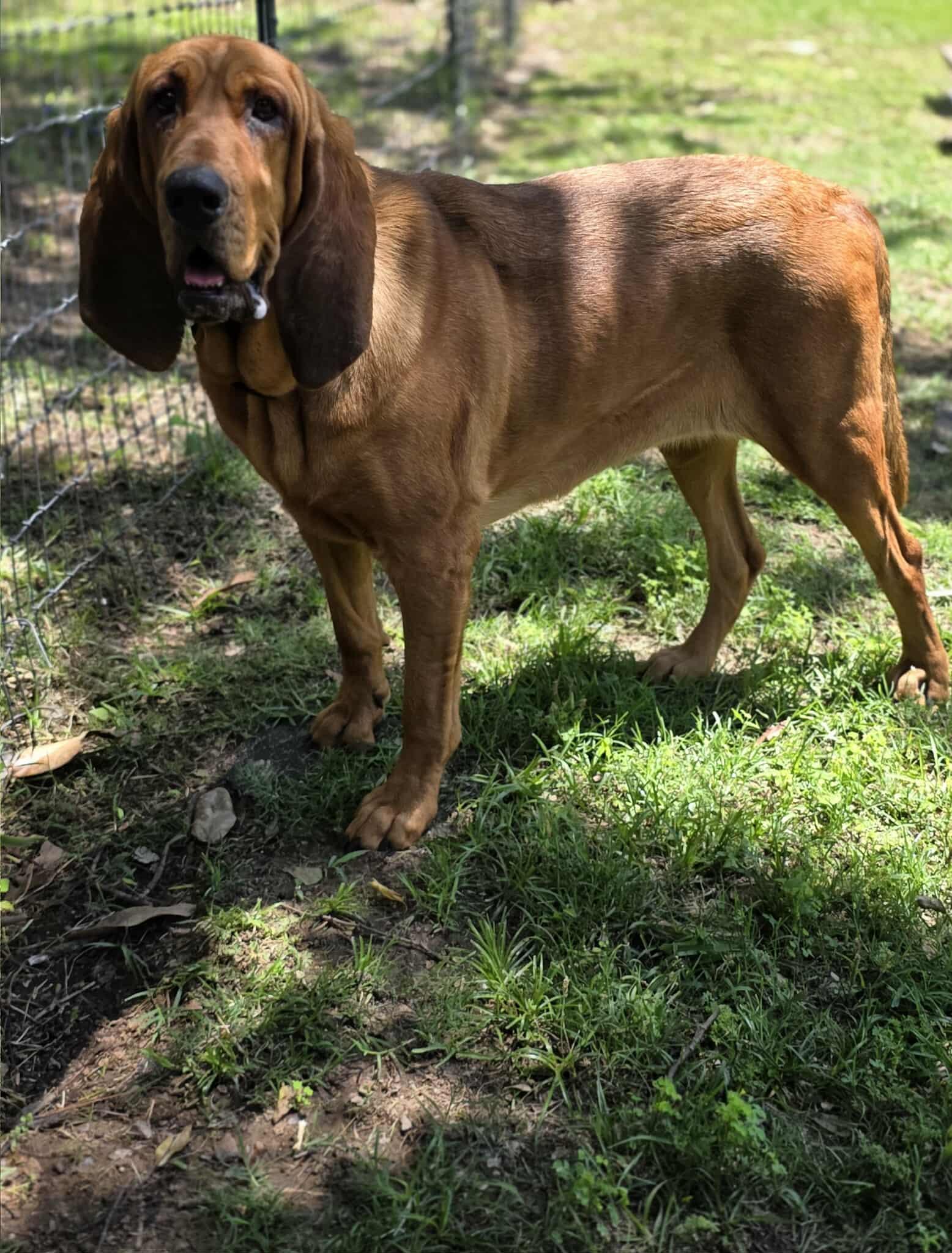 Willow, a Adopted Bloodhound in Longview, TX image 2/3