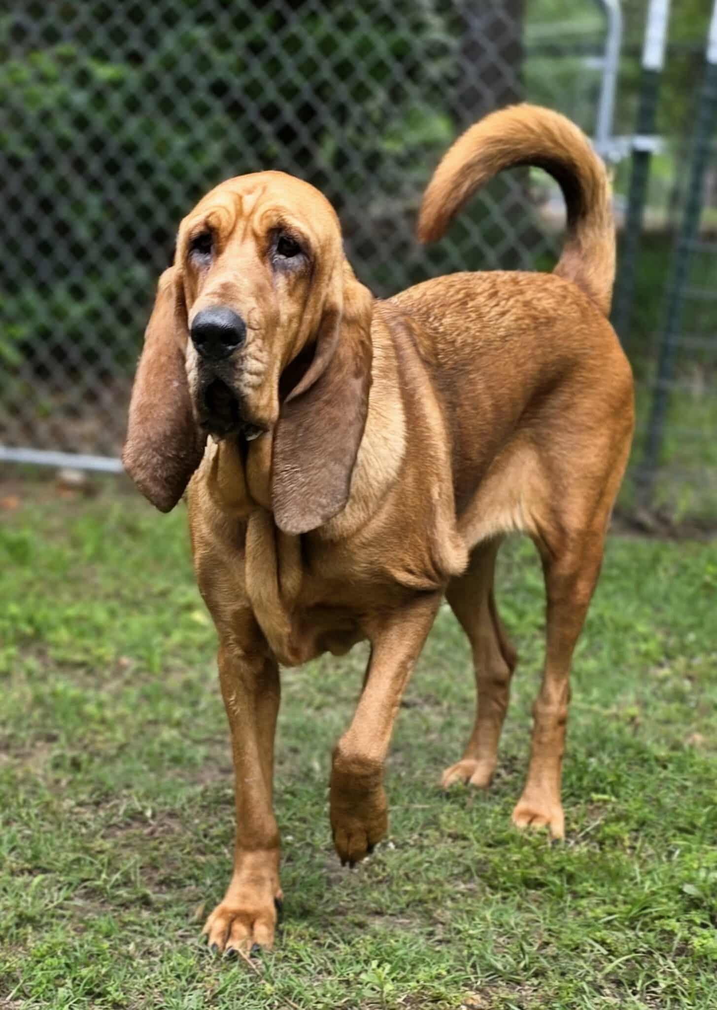 Willow, a Adopted Bloodhound in Longview, TX image 3/3
