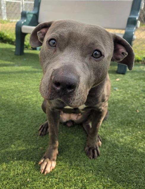 DAKOTA, Adoptable, Young Female Mixed Breed.