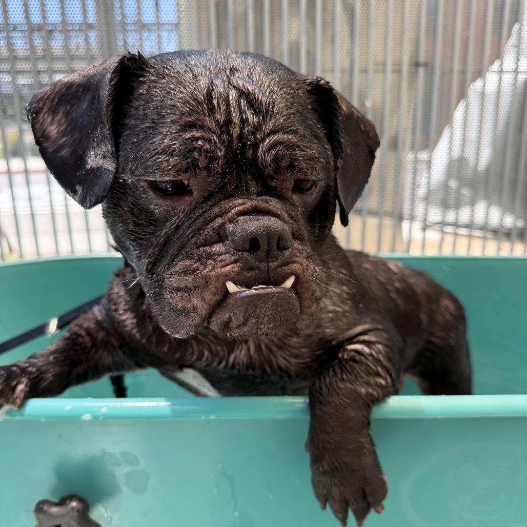 Pemmy, a Adoptable English Bulldog in Los Angeles, CA image 1/5