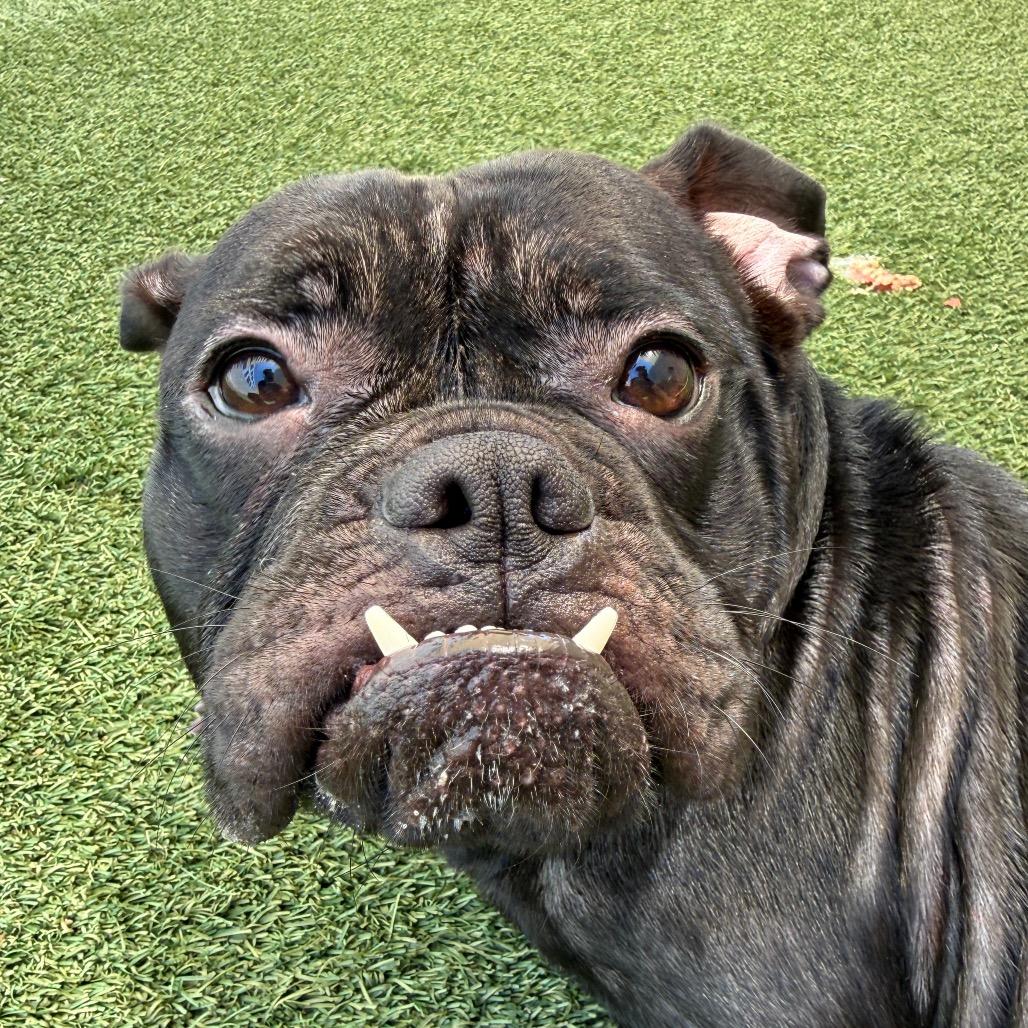 Pemmy, a Adoptable English Bulldog in Los Angeles, CA image 2/5