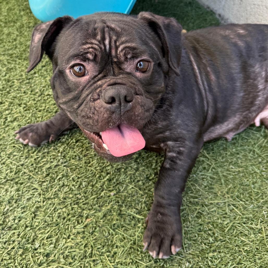 Pemmy, a Adoptable English Bulldog in Los Angeles, CA image 3/5
