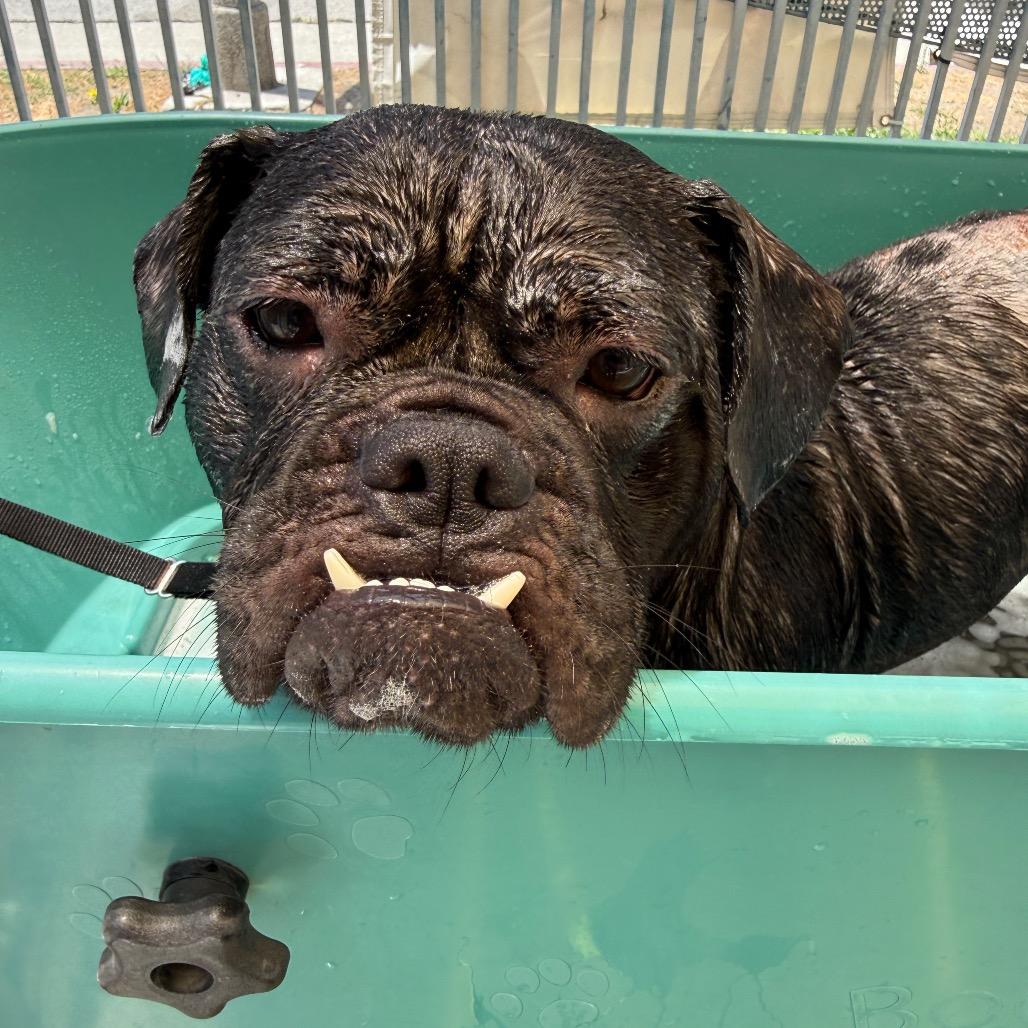 Pemmy, a Adoptable English Bulldog in Los Angeles, CA image 4/5