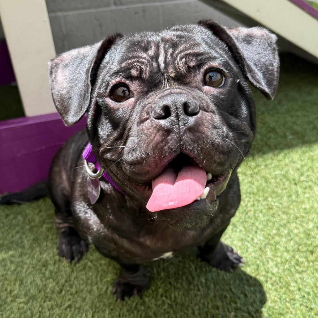 Pemmy, a Adoptable English Bulldog in Los Angeles, CA image 5/5