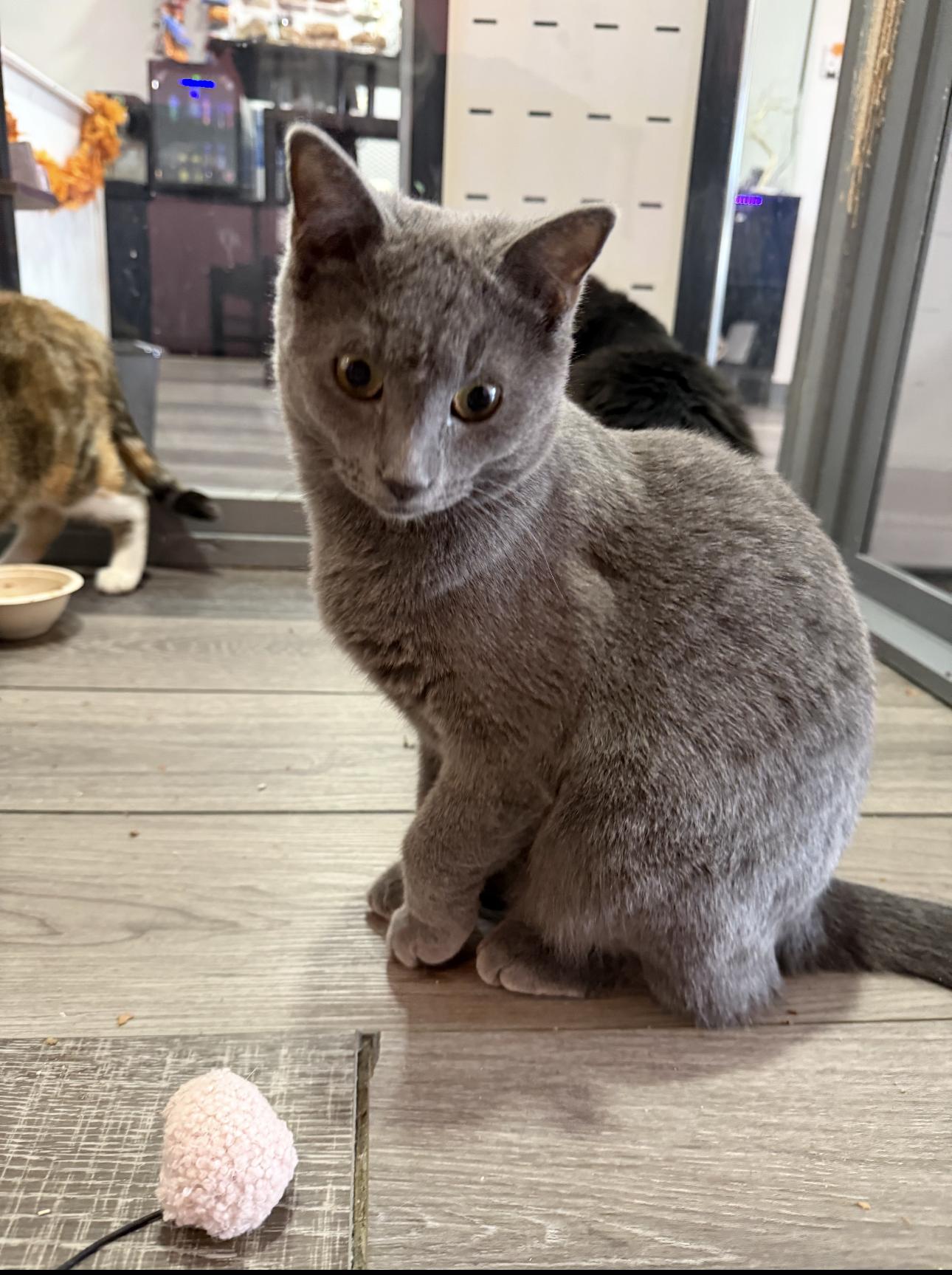 Bear, adopted, Young Male Domestic Short Hair.