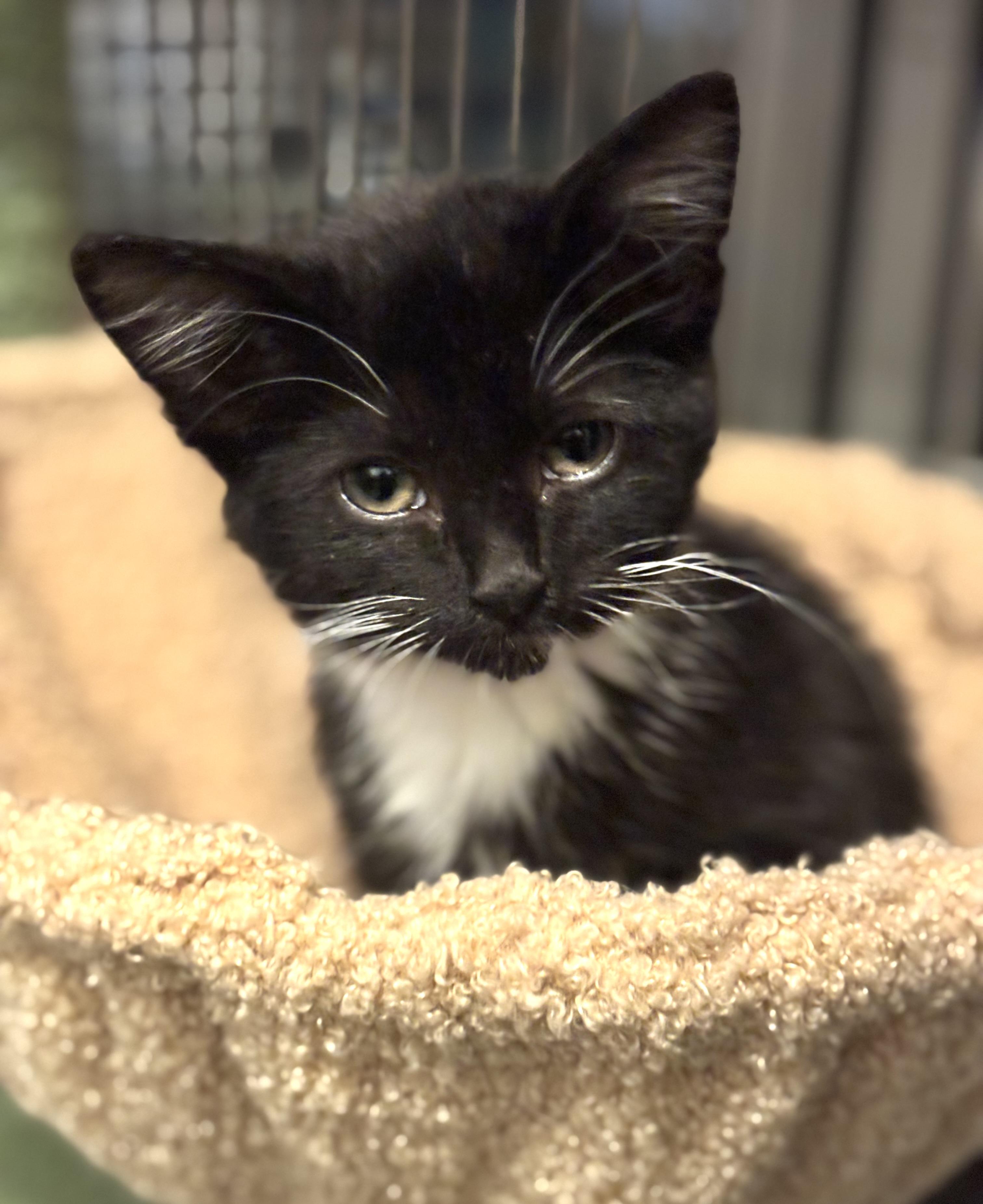 Enlarge Oliver, an adoption pending Domestic Short Hair in Granite City, IL image 2/2