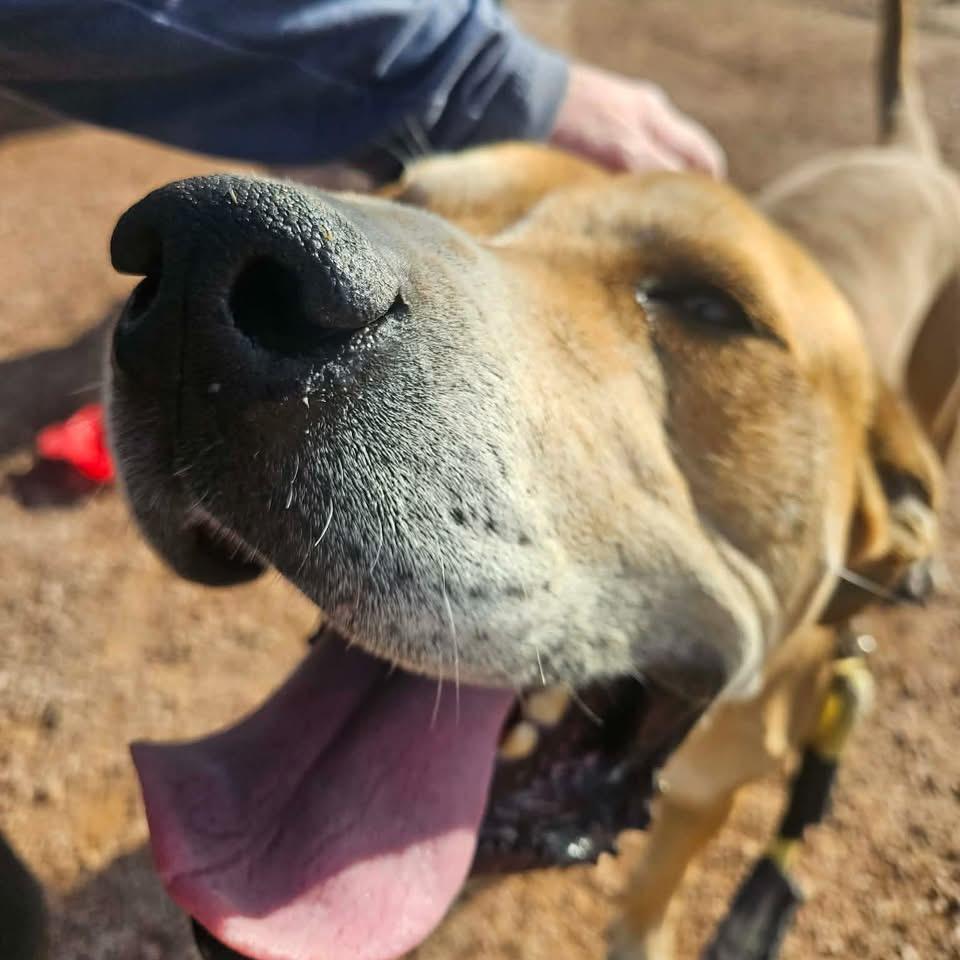 Enlarge Sampson, a ADOPTABLE mixed breed in Phoenix, AZ image 2/4