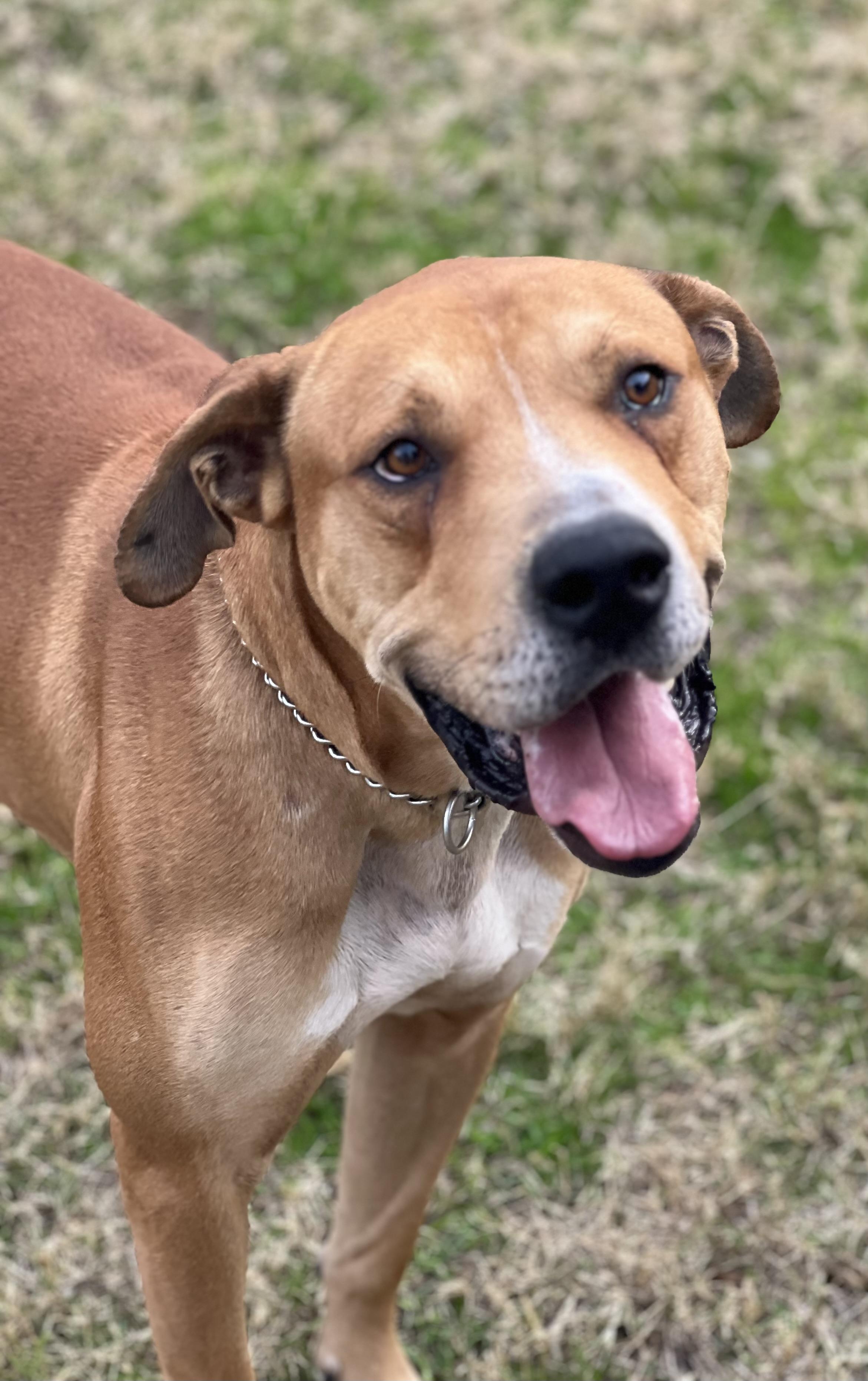 Enlarge Sampson, a ADOPTABLE mixed breed in Phoenix, AZ image 1/4