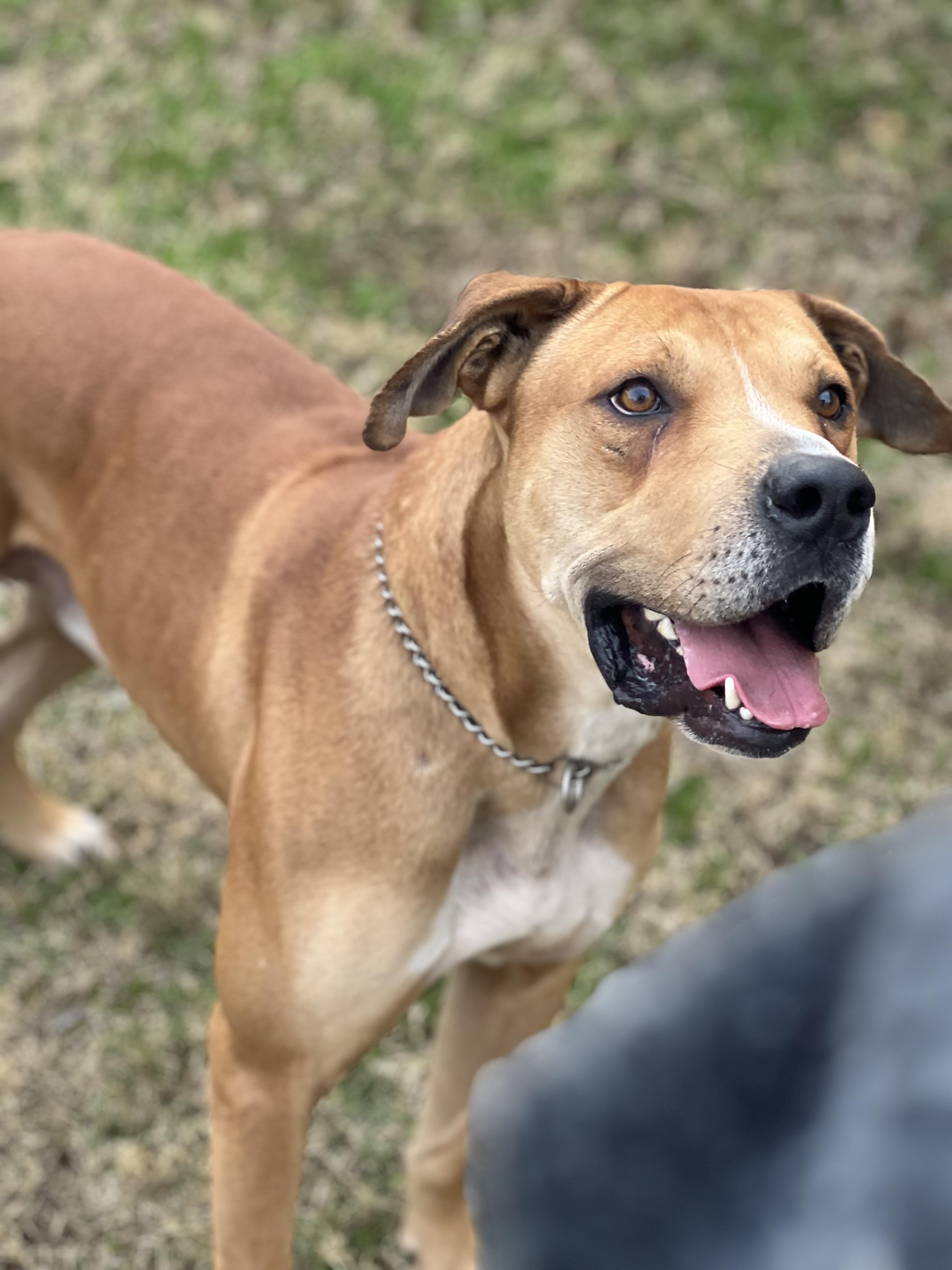Enlarge Sampson, a ADOPTABLE mixed breed in Phoenix, AZ image 4/4
