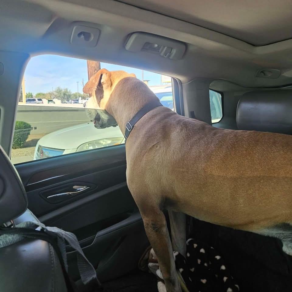 Enlarge Sampson, a ADOPTABLE mixed breed in Phoenix, AZ image 3/4