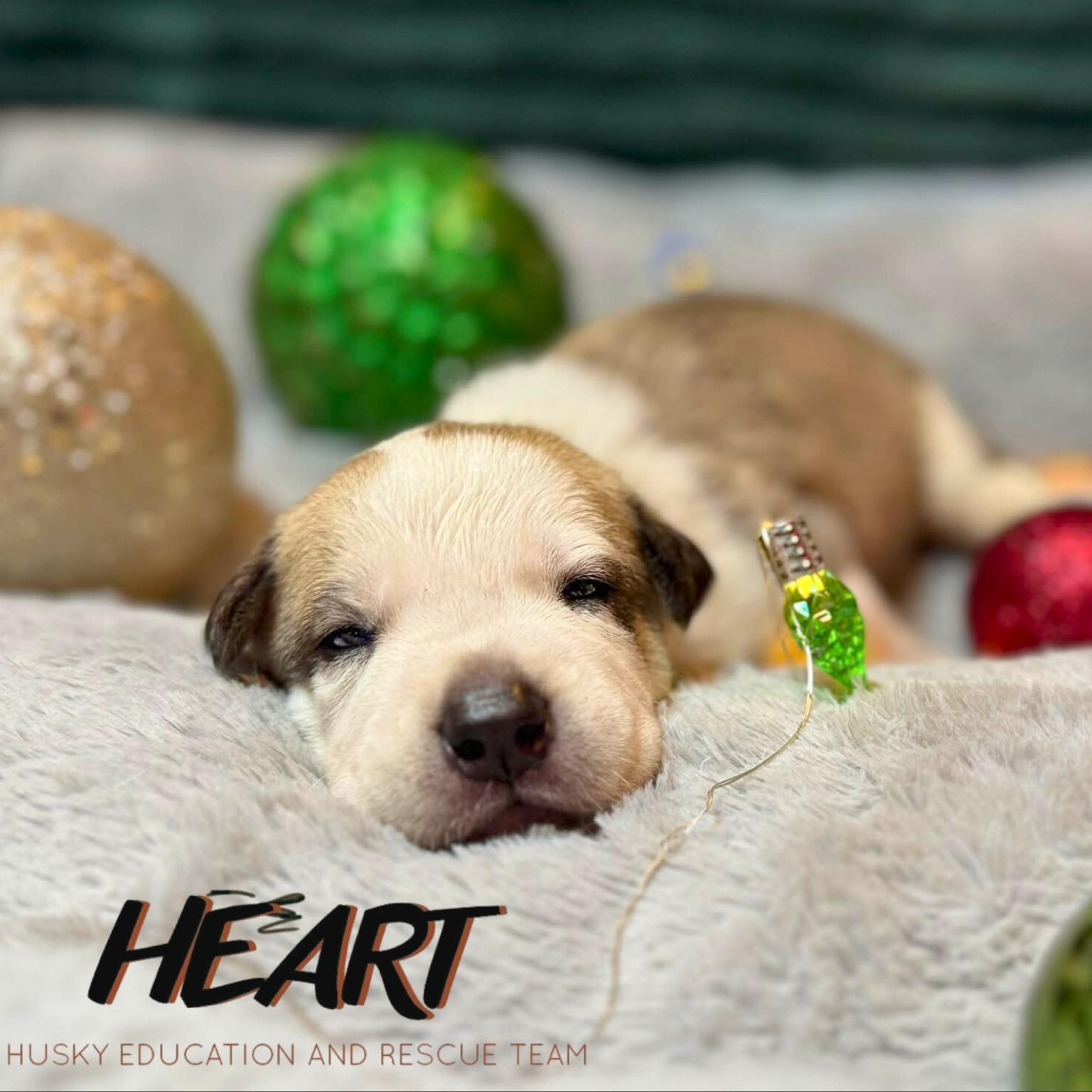 Scooby, Adoptable, Puppy Male Siberian Husky.