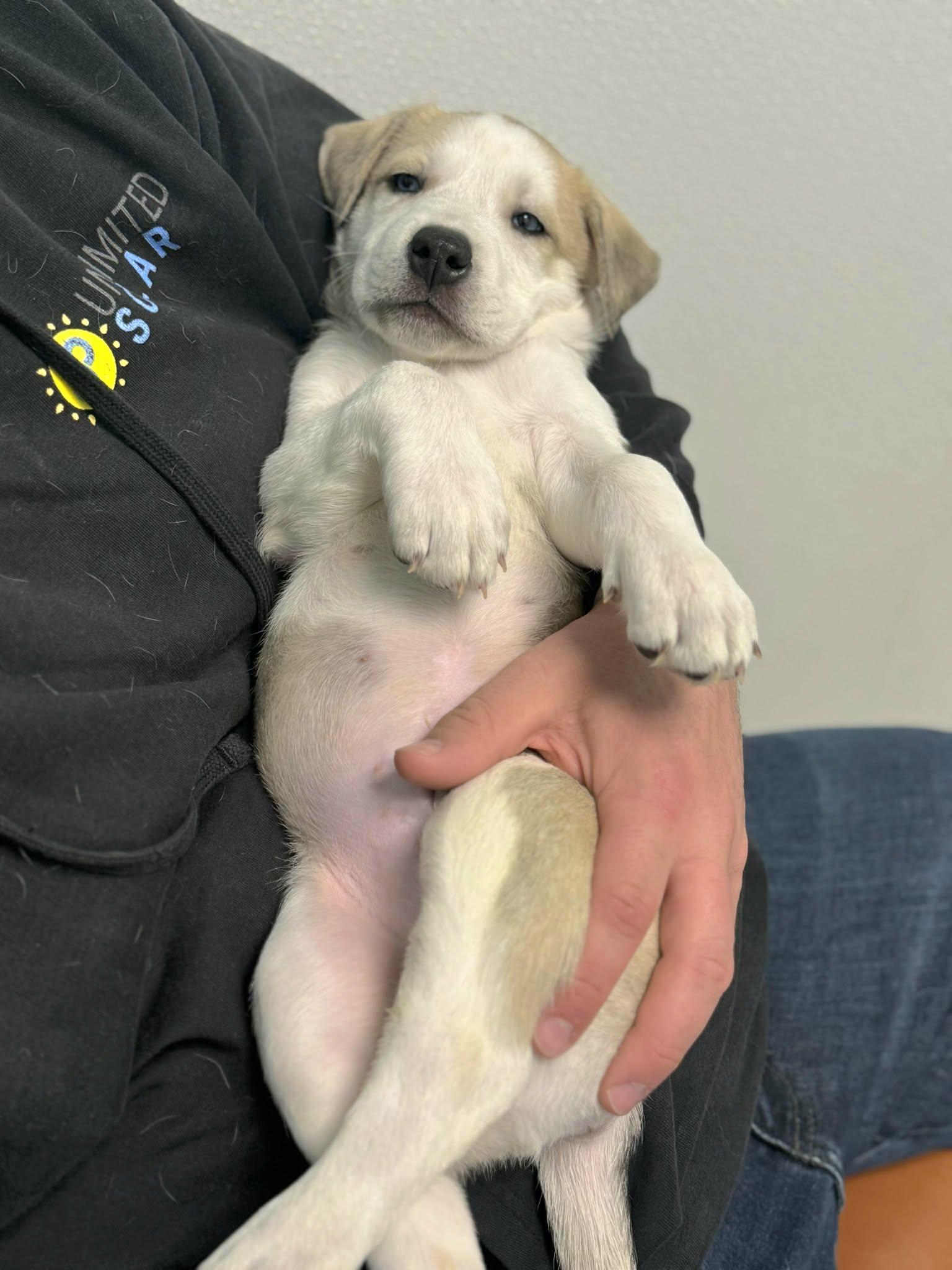 Enlarge Scooby - ON HOLD - NO MORE APPLICATIONS, a Adoptable Siberian Husky in Millersville, MD image 2/3