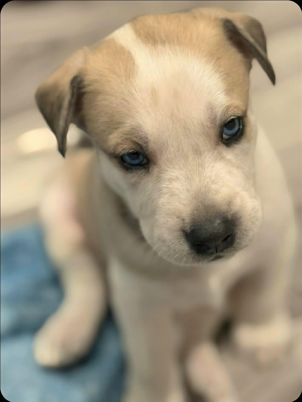 Enlarge Scooby - ON HOLD - NO MORE APPLICATIONS, a Adoptable Siberian Husky in Millersville, MD image 3/3