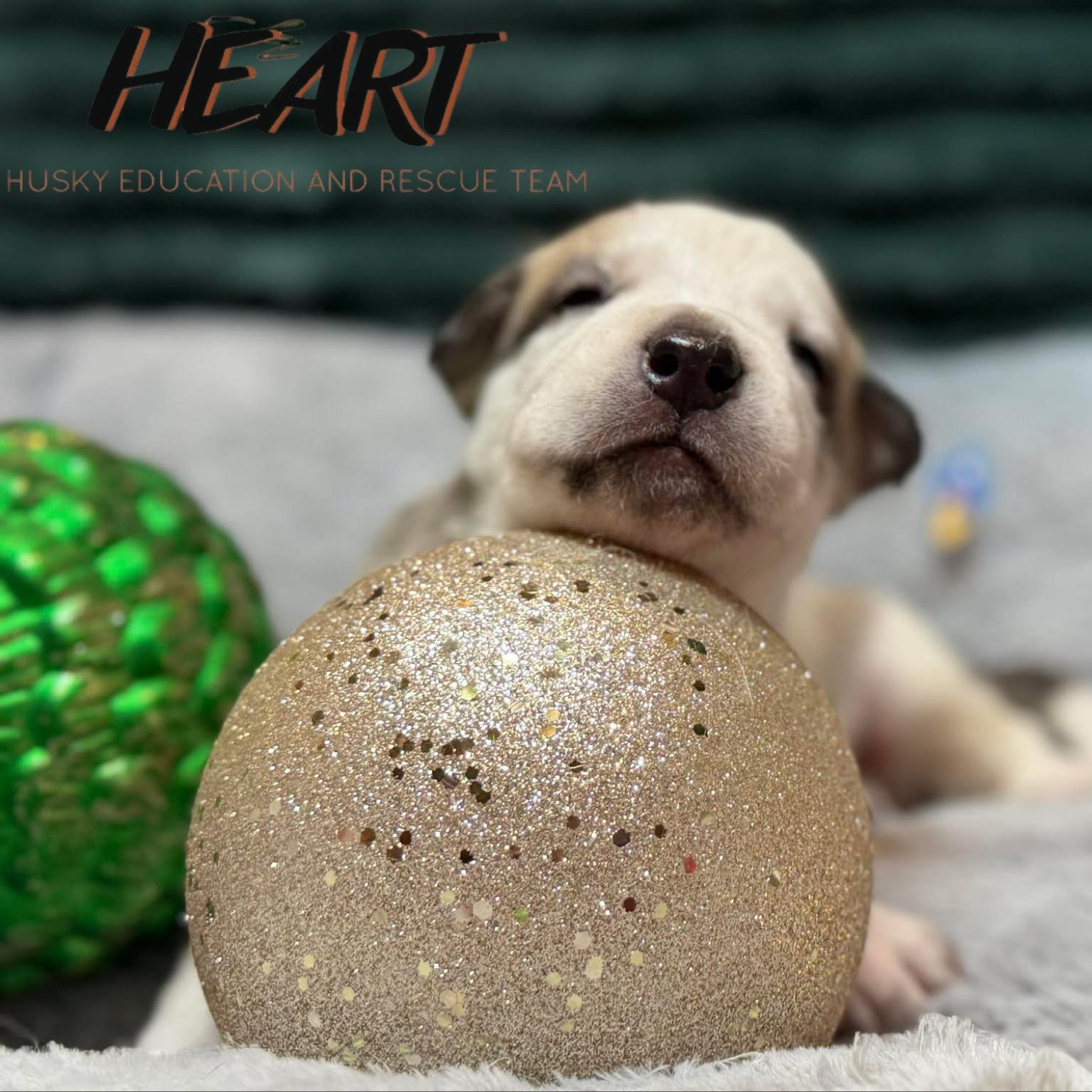 Enlarge Scooby, a Adoptable Siberian Husky in Millersville, MD image 2/3