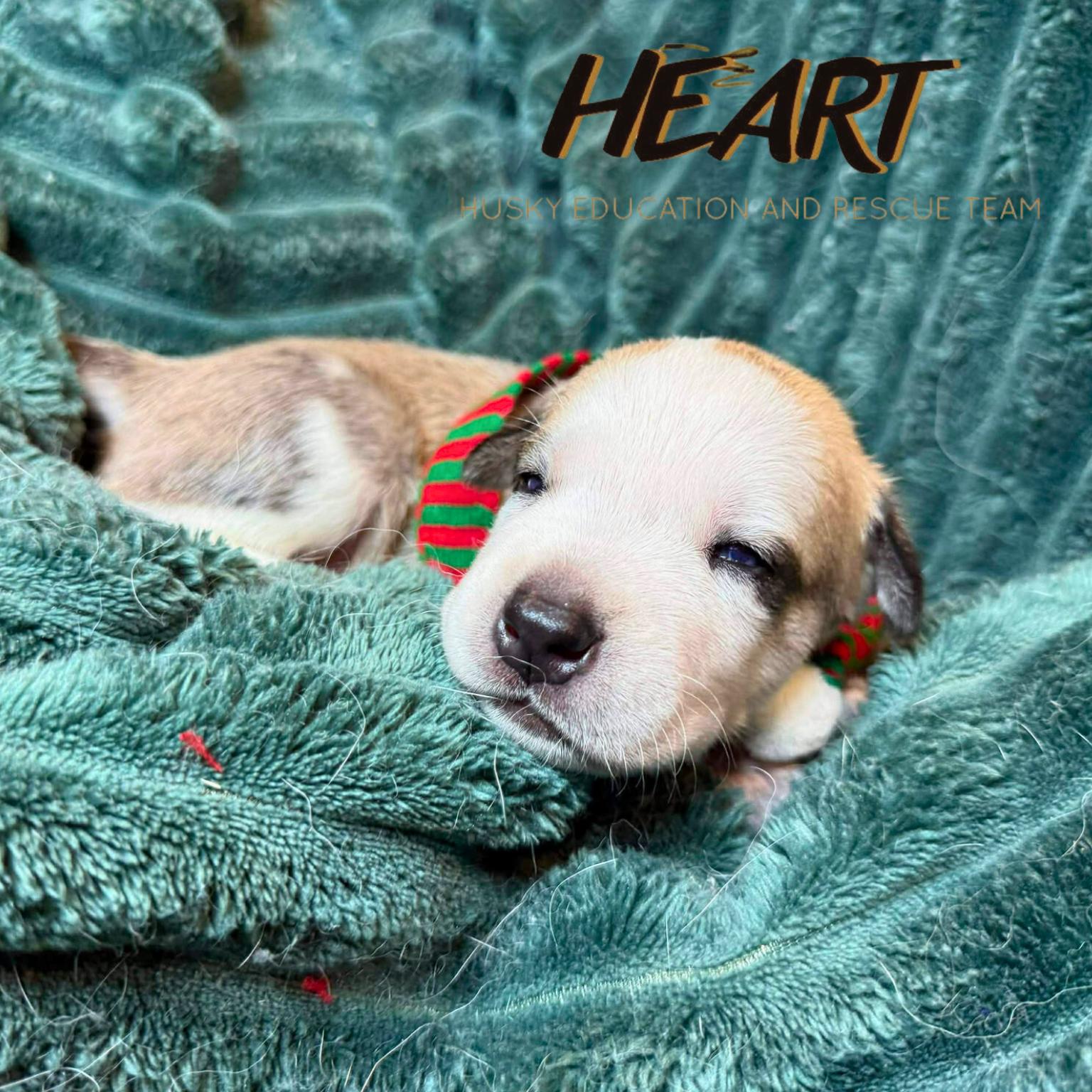 Enlarge Scooby, a Adoptable Siberian Husky in Millersville, MD image 3/3