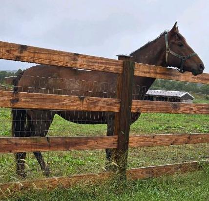 Aengus, Adoptable, Adult Male Grade.