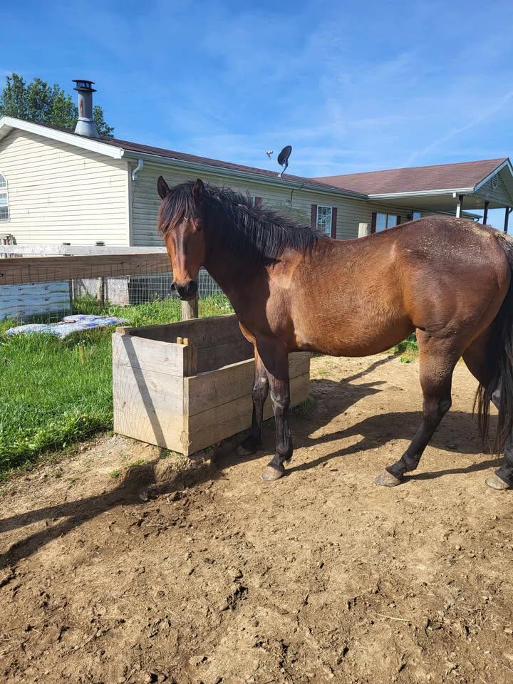 Enlarge Aengus, a Adoptable Grade in Leitchfield , KY image 2/5