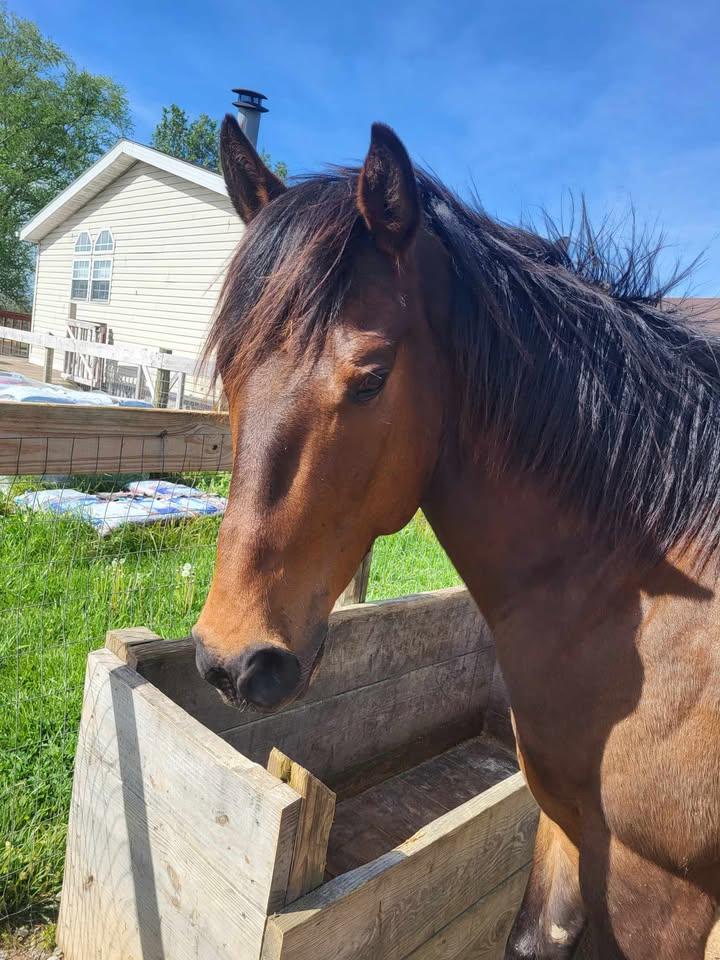 Enlarge Aengus, a Adoptable Grade in Leitchfield , KY image 3/5