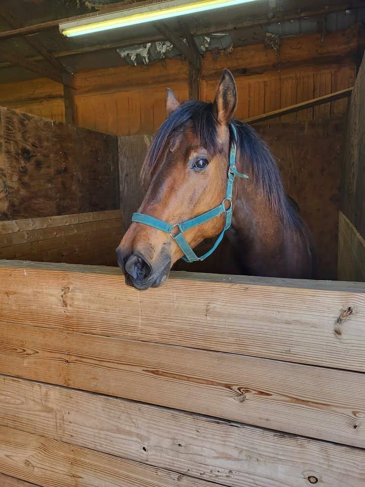 Enlarge Aengus, a Adoptable Grade in Leitchfield , KY image 4/5